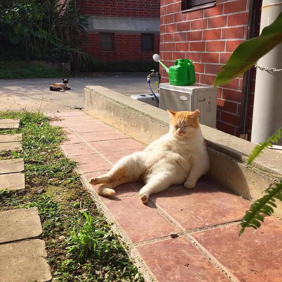 Cats,Piano & Starry Sky Resort Garden -Starry Forest Cottage Okinawa- Onna Exterior foto